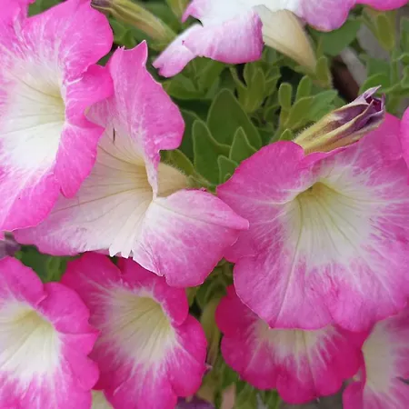 Velez דירה טרופאה