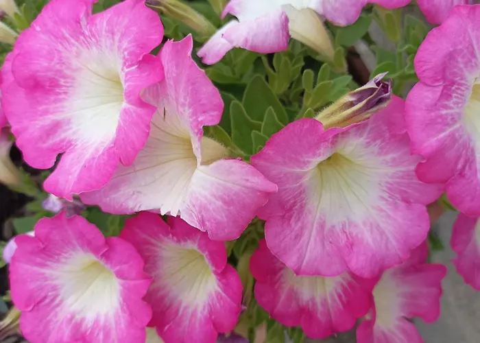 Velez Apartamento Tropea